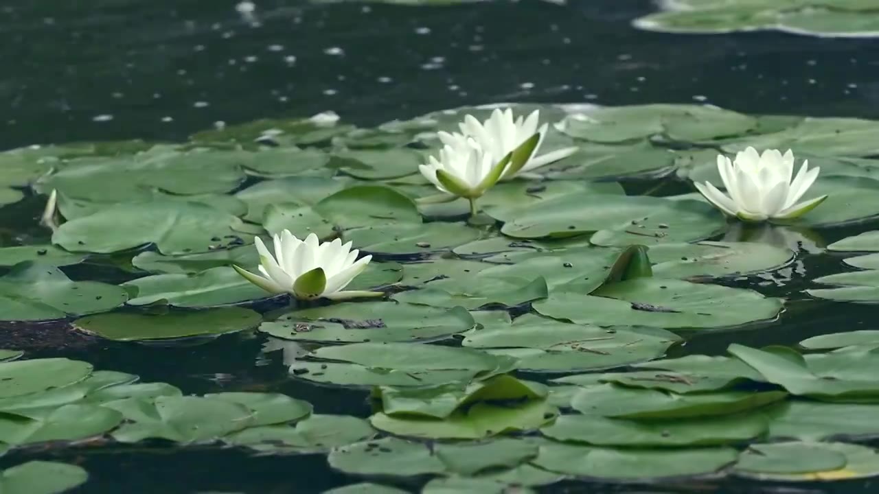 北京国家植物园夏季阳光下的睡莲视频素材