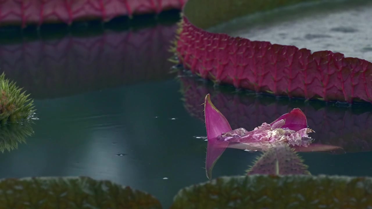 北京国家植物园夏季阳光下的睡莲视频素材