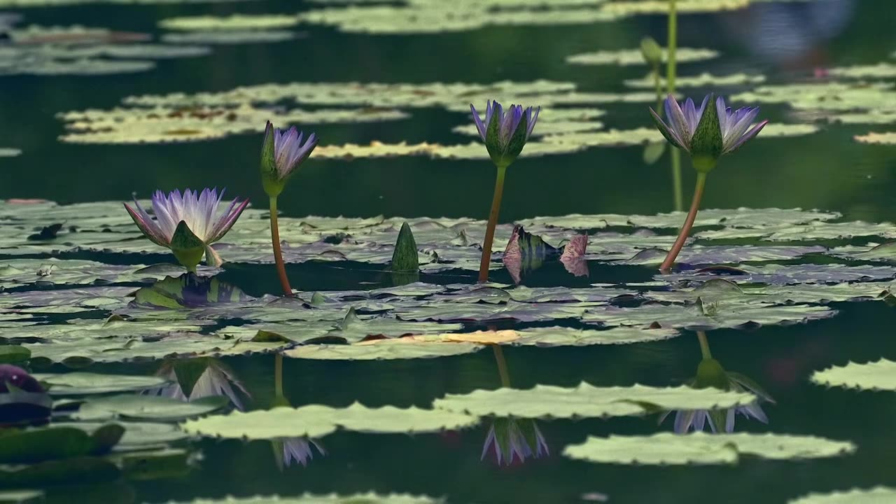 北京国家植物园夏季阳光下的睡莲视频素材