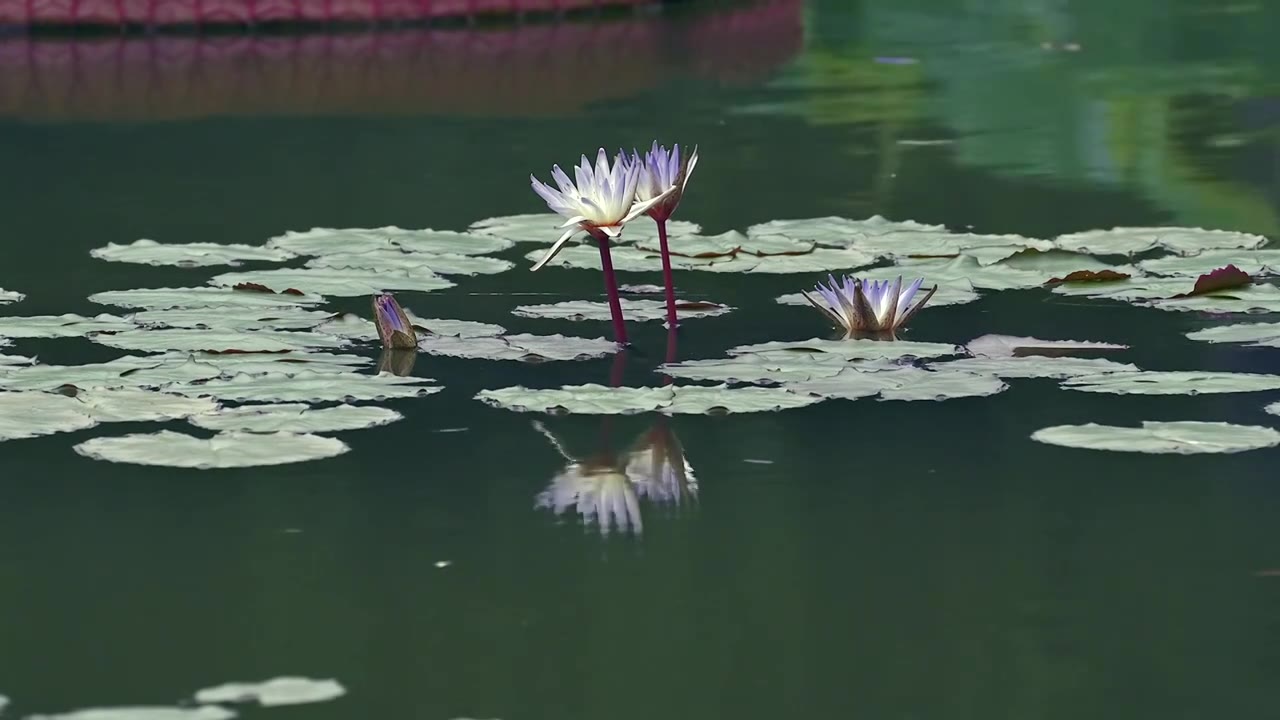 北京国家植物园夏季阳光下的睡莲视频素材