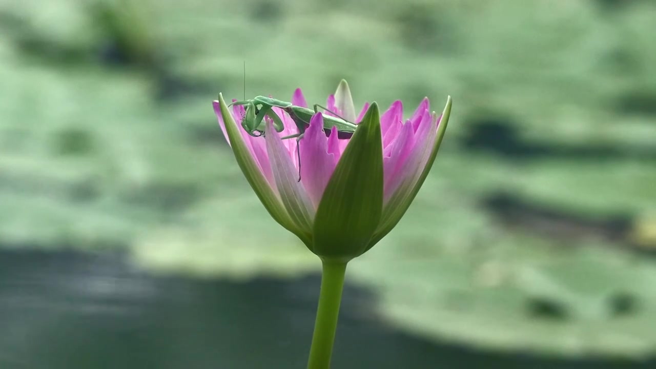 北京国家植物园夏季阳光下的睡莲视频素材