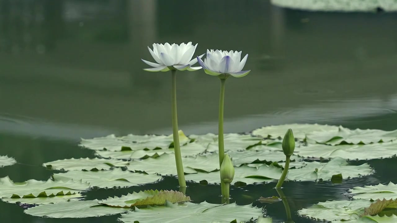 北京国家植物园夏季阳光下的睡莲视频素材