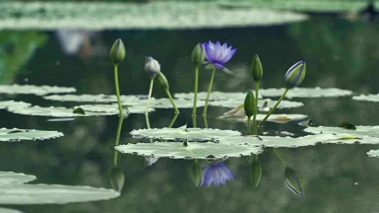 北京国家植物园夏季阳光下的睡莲视频素材