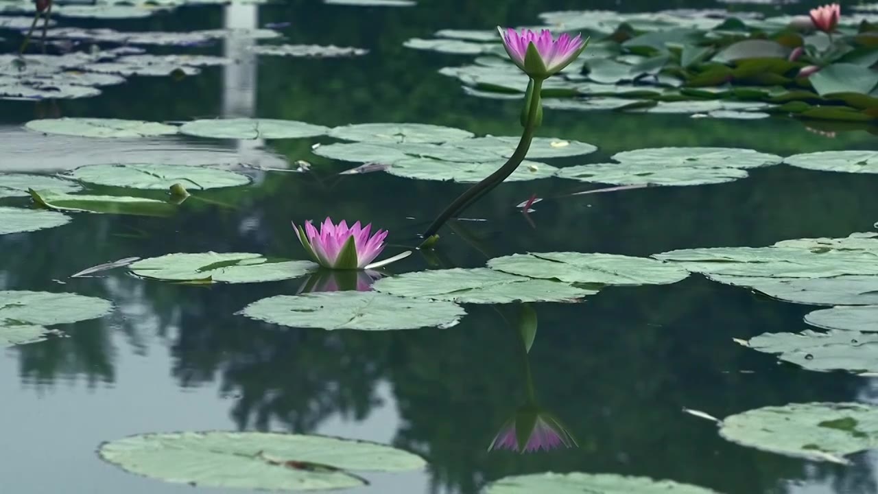 北京国家植物园夏季阳光下的睡莲视频素材