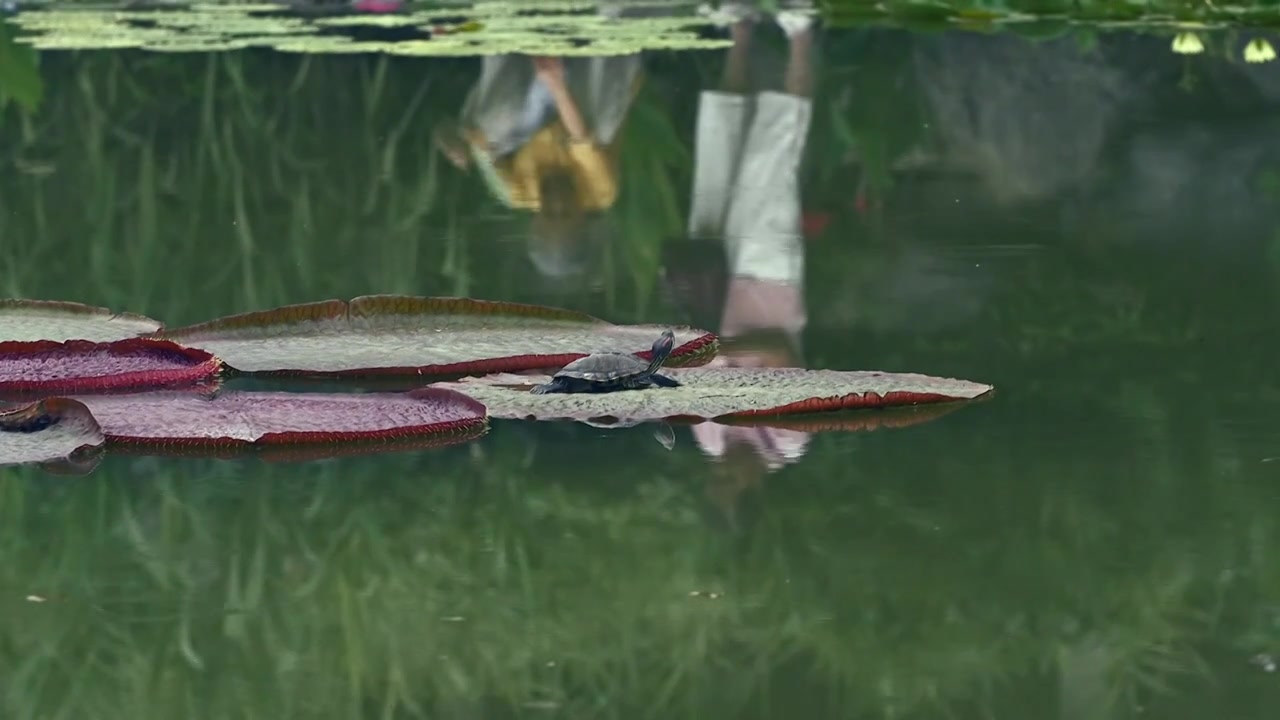 北京国家植物园夏季阳光下的睡莲视频素材