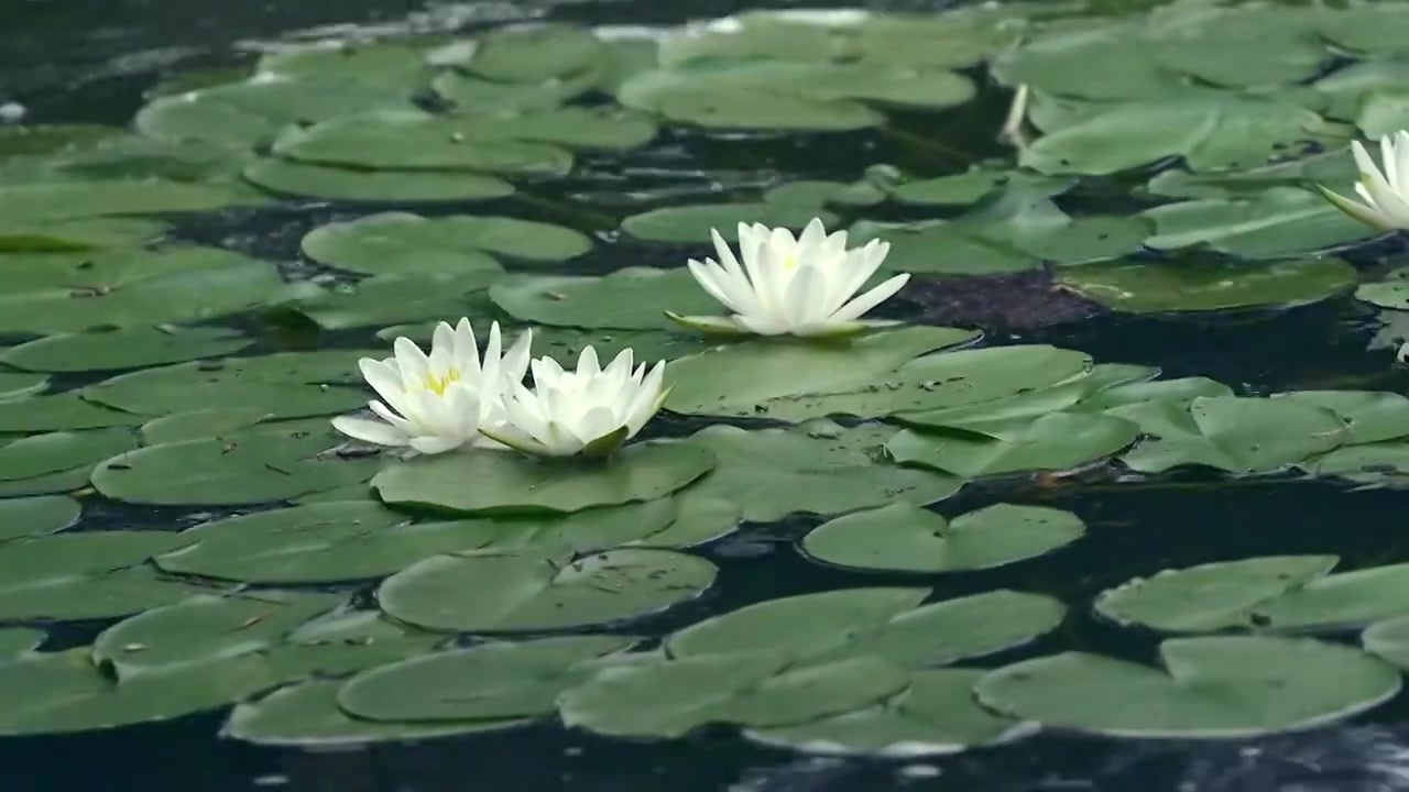 北京国家植物园夏季阳光下的睡莲视频素材