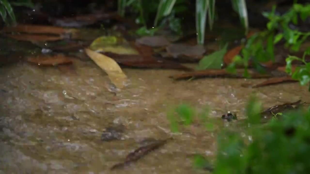 雨滴落入水坑荡起涟漪视频素材