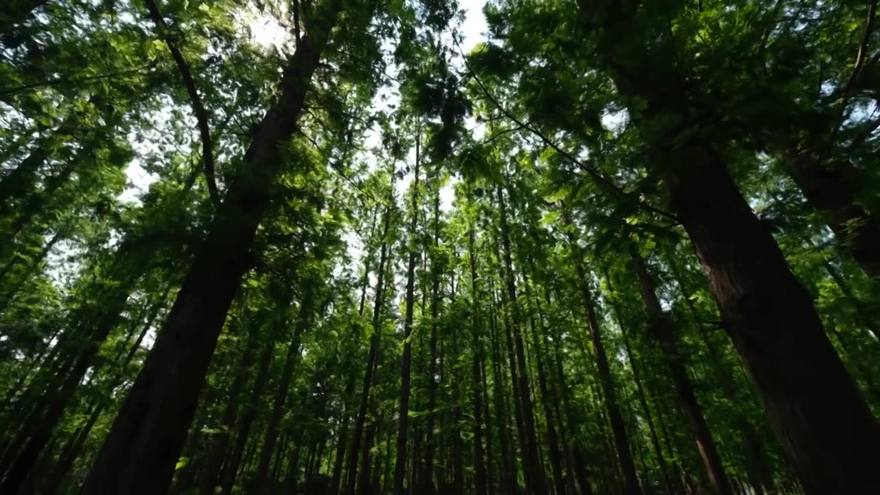 绿色水杉林视频素材