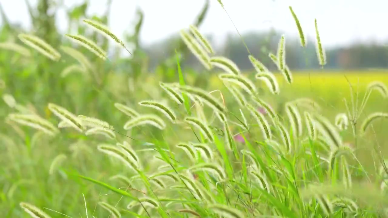 狗尾草在风中摇摆视频下载