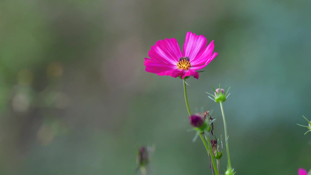 蜜蜂在随风摇摆的田间野花秋英上采蜜视频素材