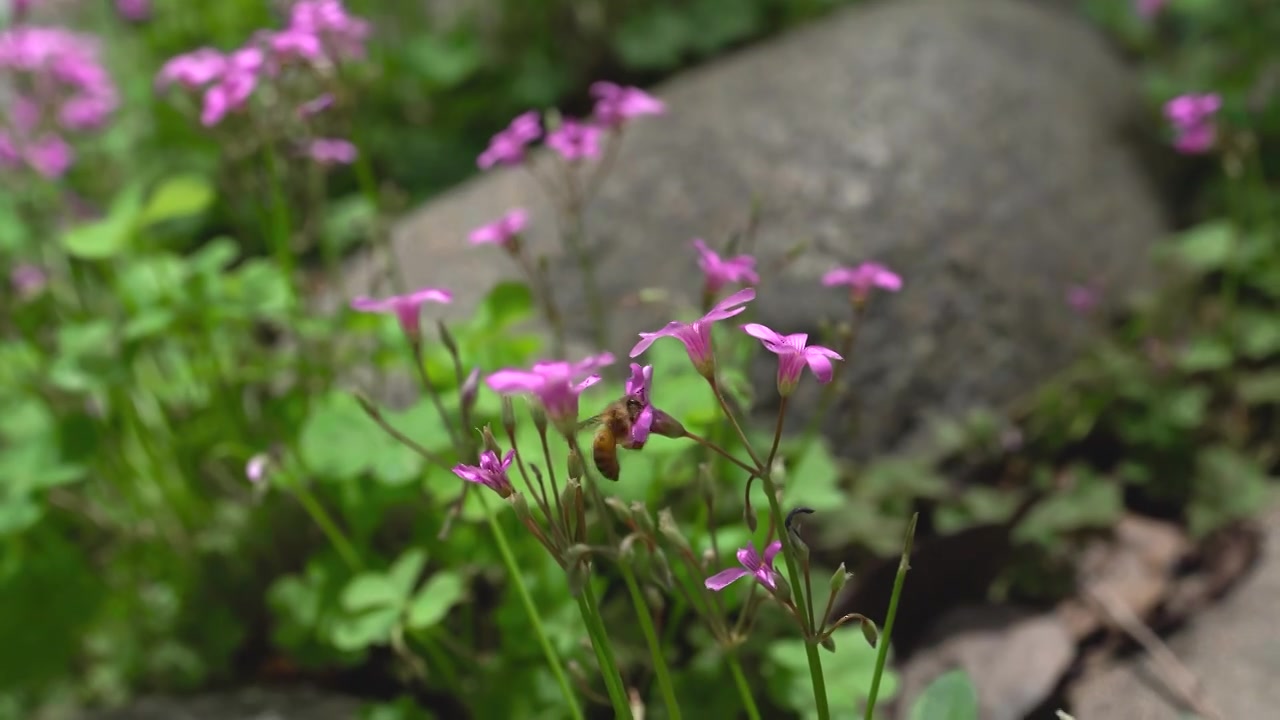 蜜蜂在路边三叶草上飞舞采蜜视频下载