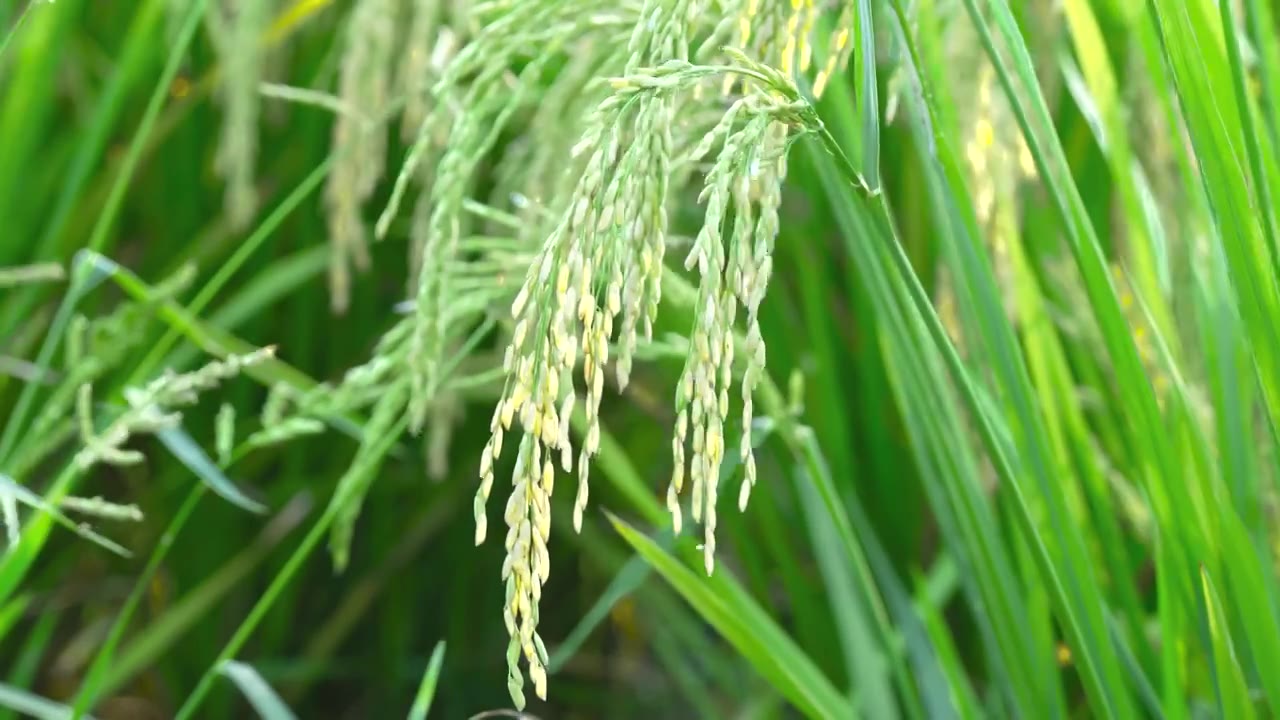 水稻在风中摇摆视频下载