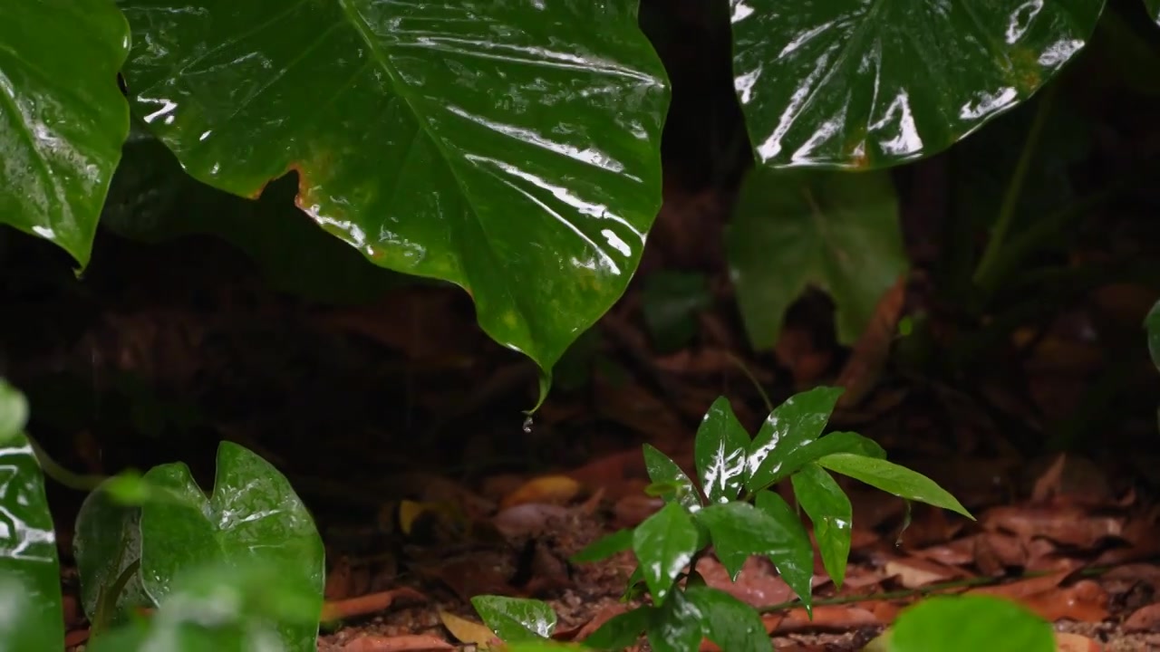 深圳中山公园雨中树叶视频下载