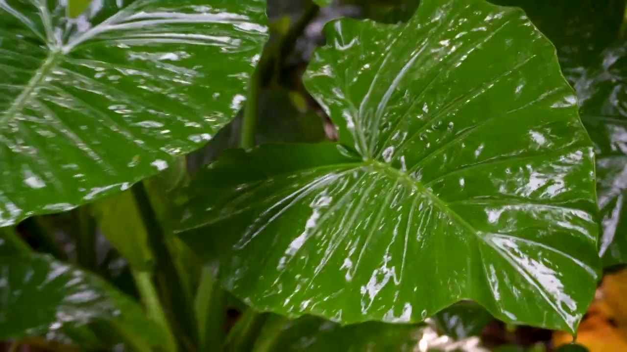 深圳中山公园雨中树叶视频下载