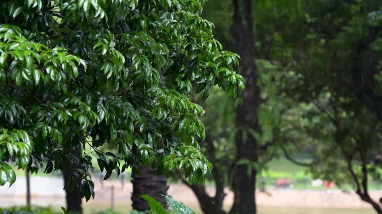 深圳中山公园雨中树叶视频下载