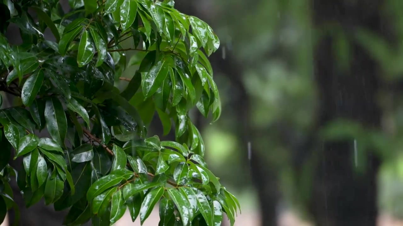 深圳中山公园雨中树叶视频素材