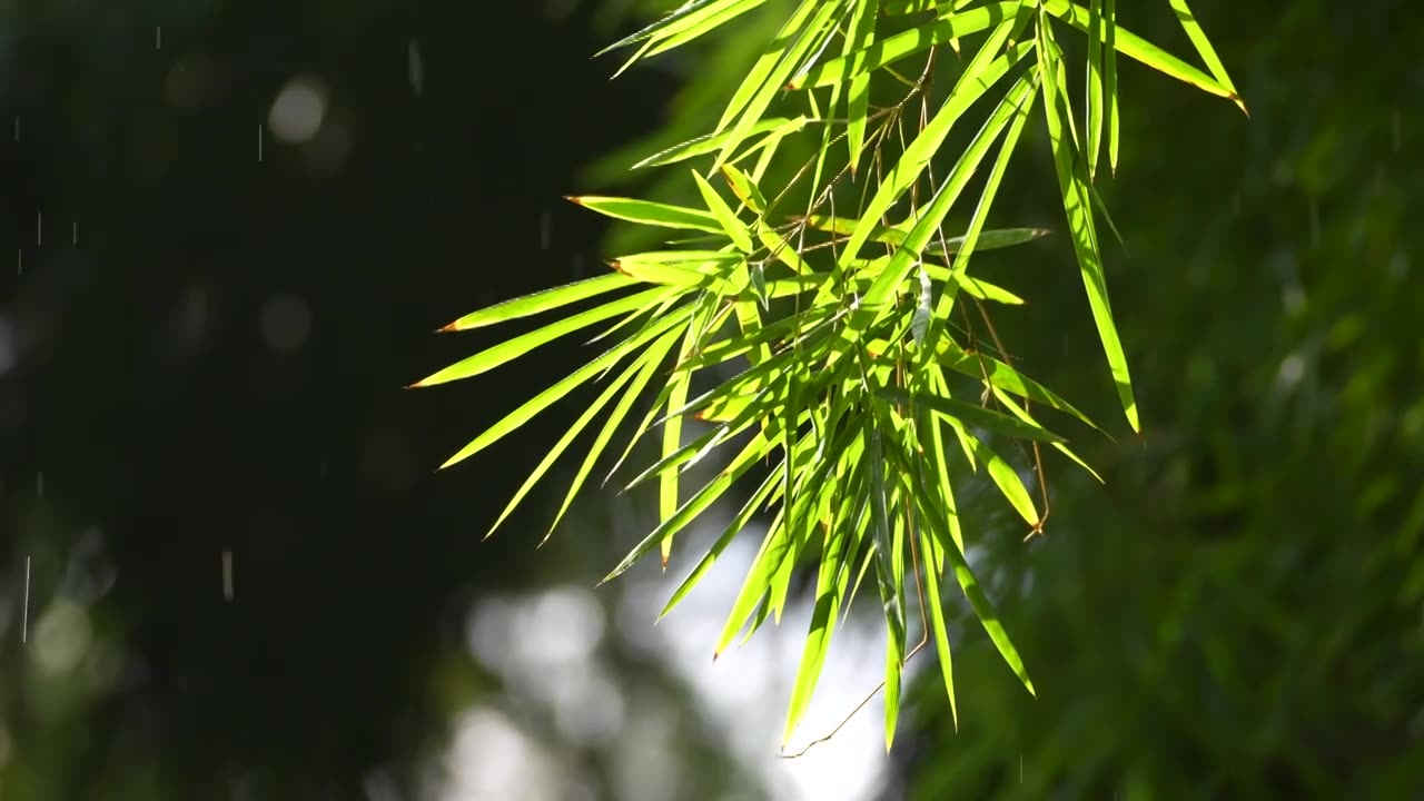 日光下通透的竹叶视频素材