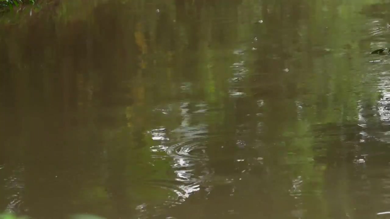 雨滴落入河面荡起涟漪视频素材