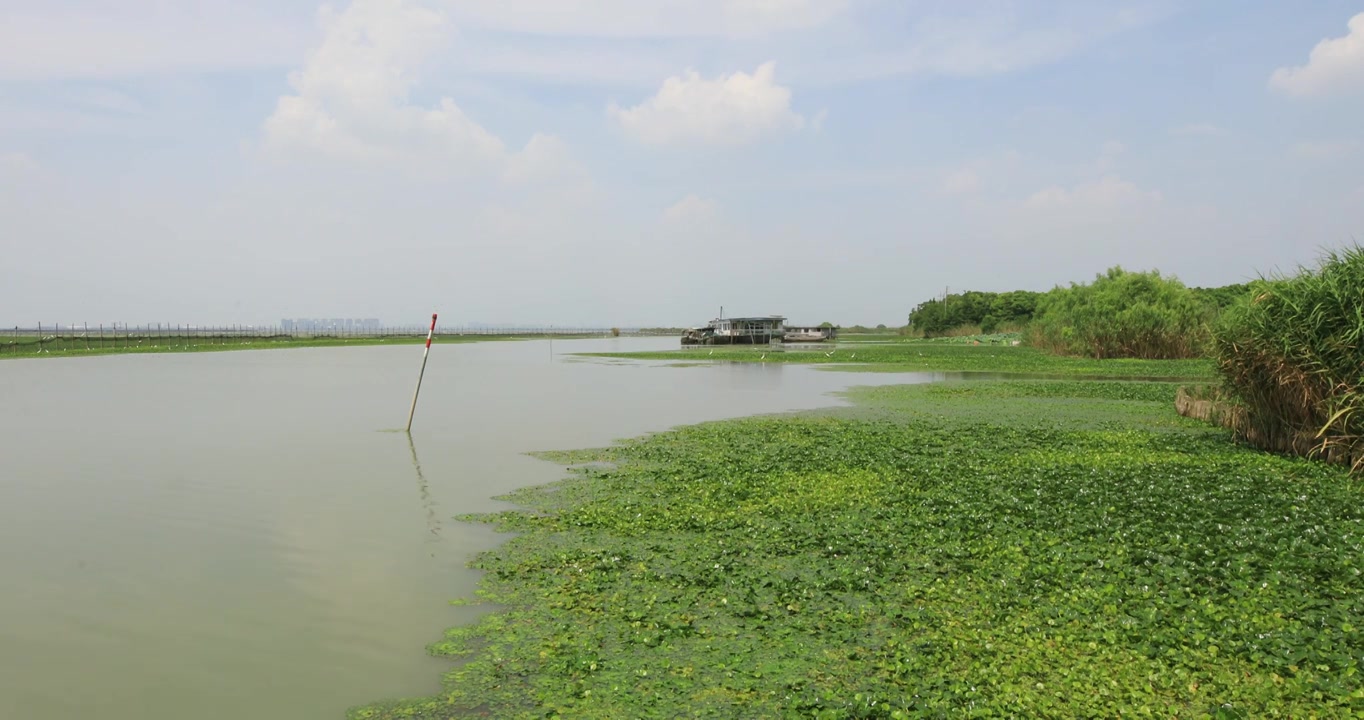 长荡湖湿地湖水飞鸟美丽风光视频素材