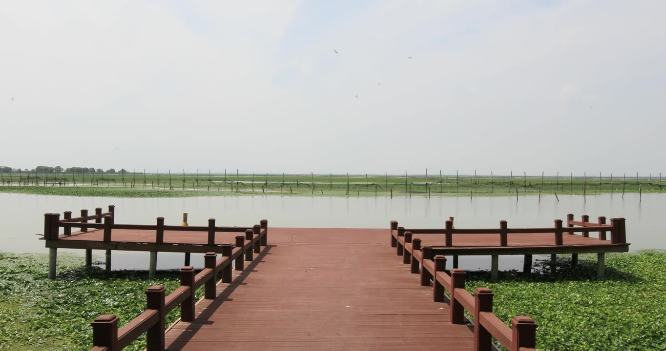 长荡湖湿地湖水飞鸟美丽风光视频素材