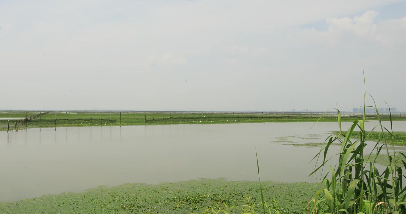 长荡湖湿地湖水飞鸟美丽风光视频素材