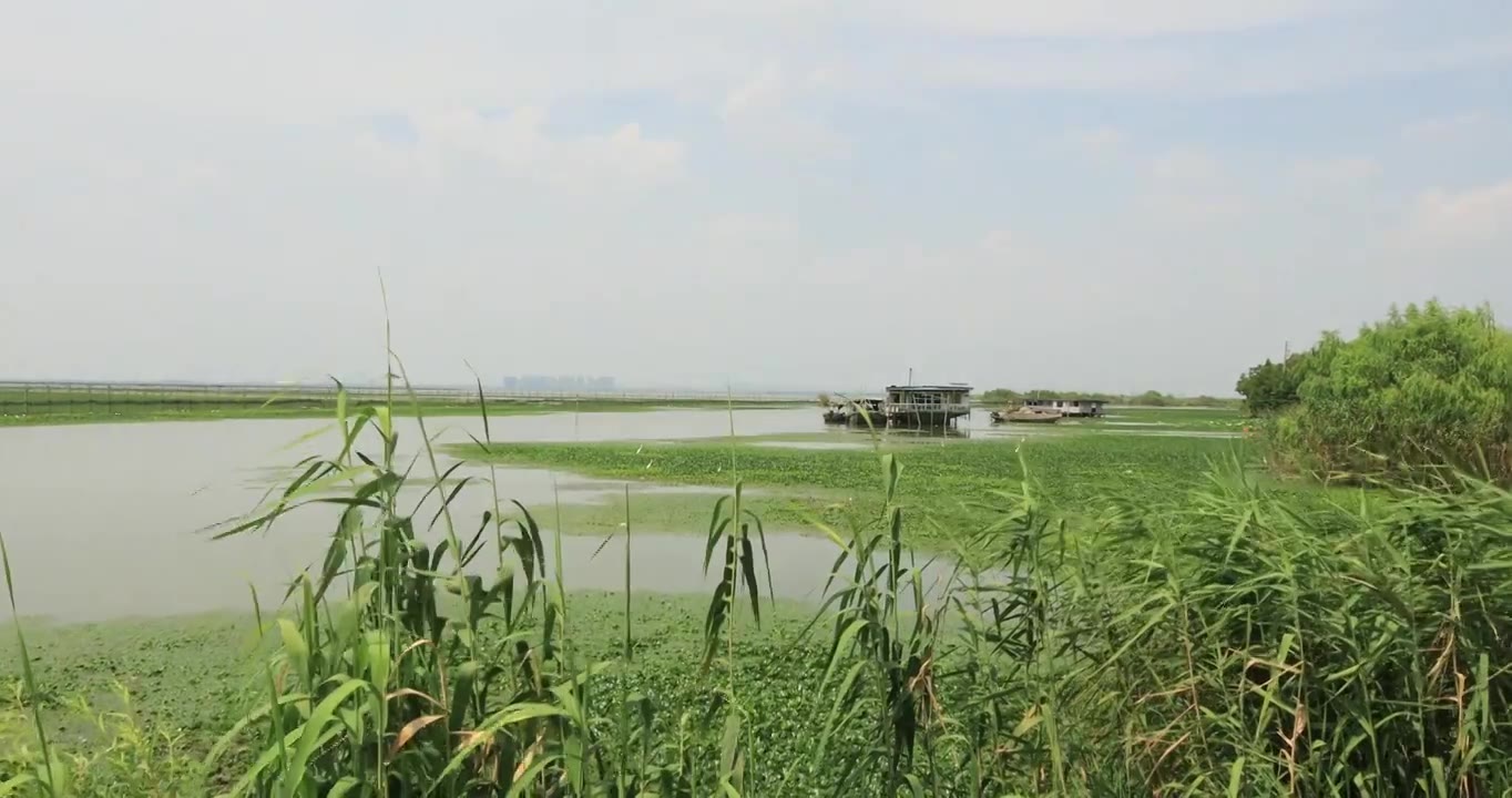 长荡湖湿地湖水飞鸟美丽风光视频素材