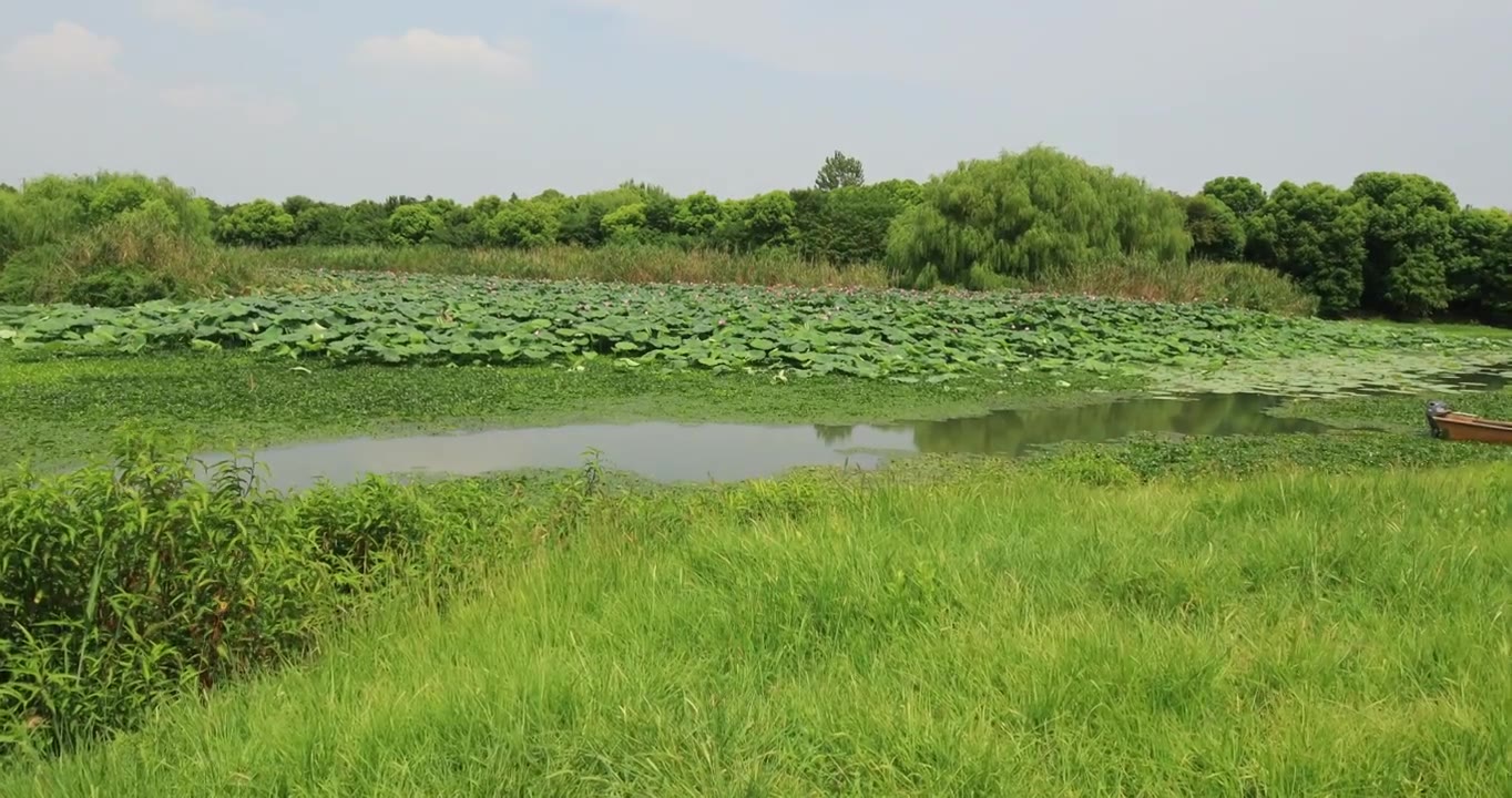 长荡湖湿地湖水飞鸟美丽风光视频素材