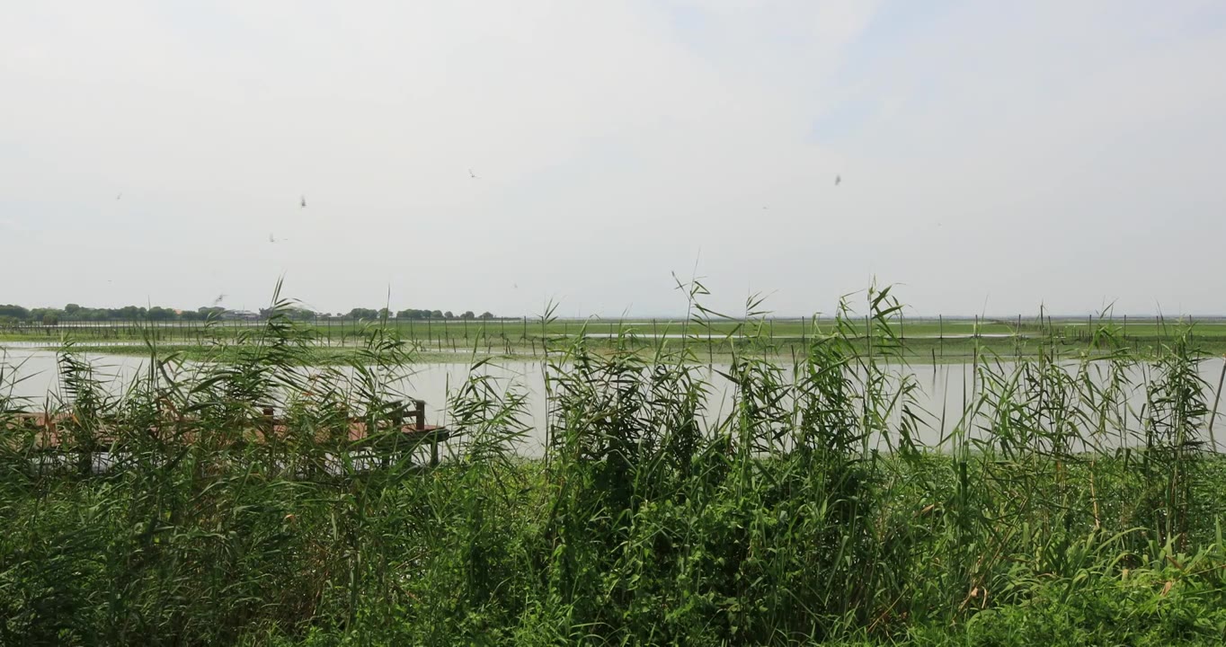 长荡湖湿地湖水飞鸟美丽风光视频素材