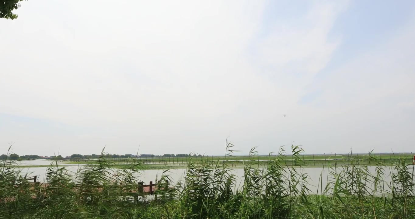 长荡湖湿地湖水飞鸟美丽风光视频素材