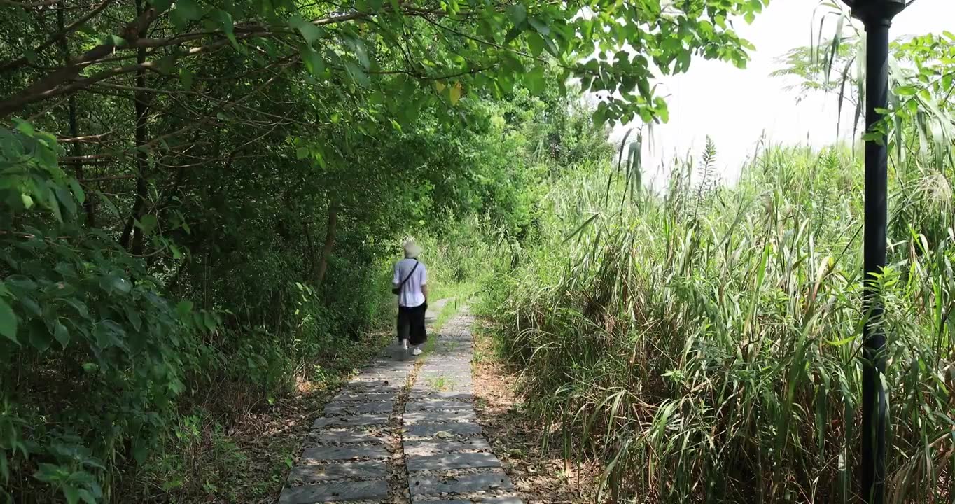 湿地公园走向远方的女人背影视频素材