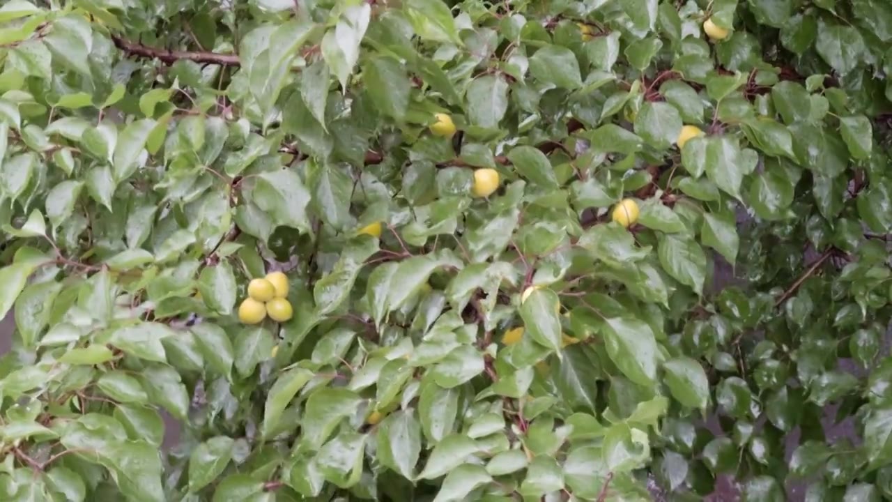 杏树 杏 下雨 雨水视频素材