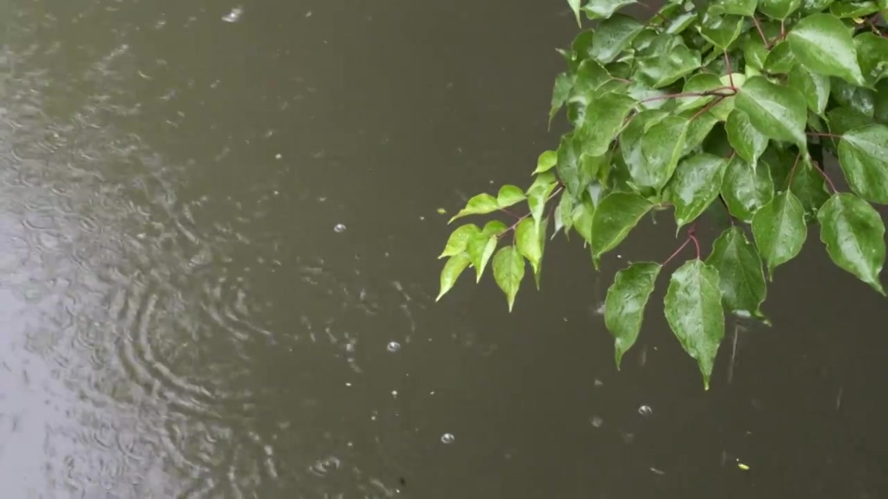 雨滴 树枝 水波纹视频素材