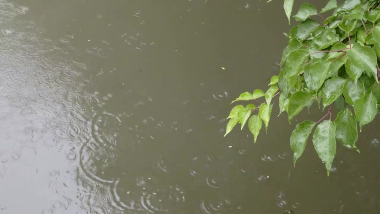 雨滴 树枝 水波纹视频下载