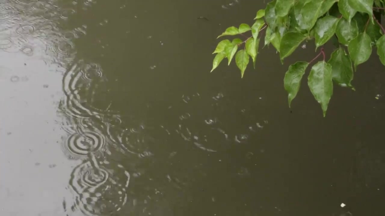 雨滴 树枝 水波纹视频素材