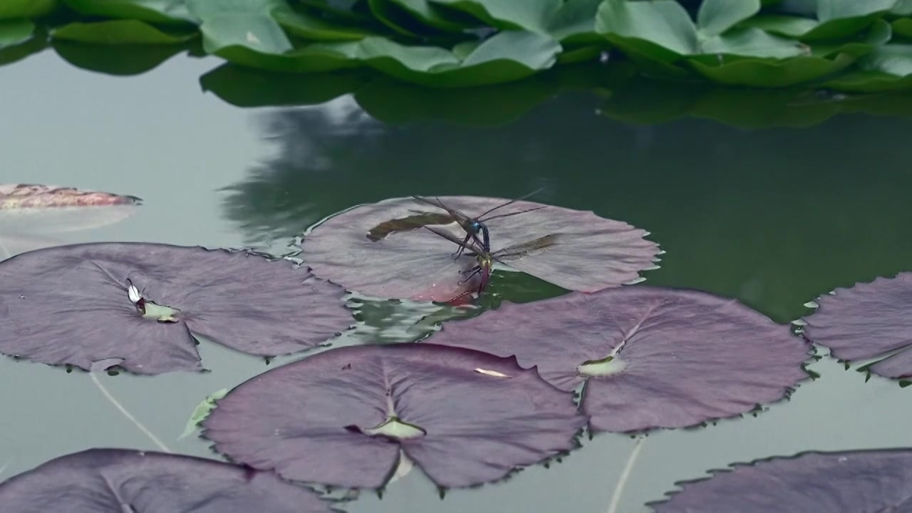 北京国家植物园夏季阳光下的睡莲视频素材