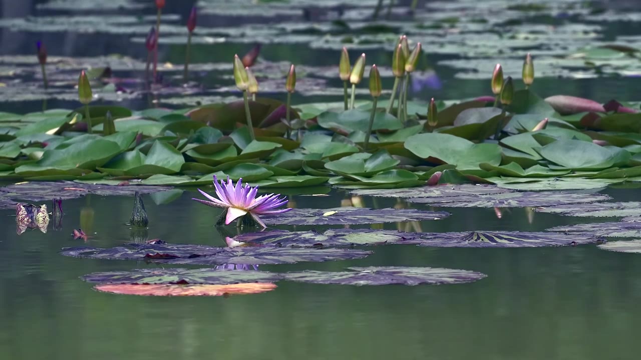 北京国家植物园夏季阳光下的睡莲视频素材