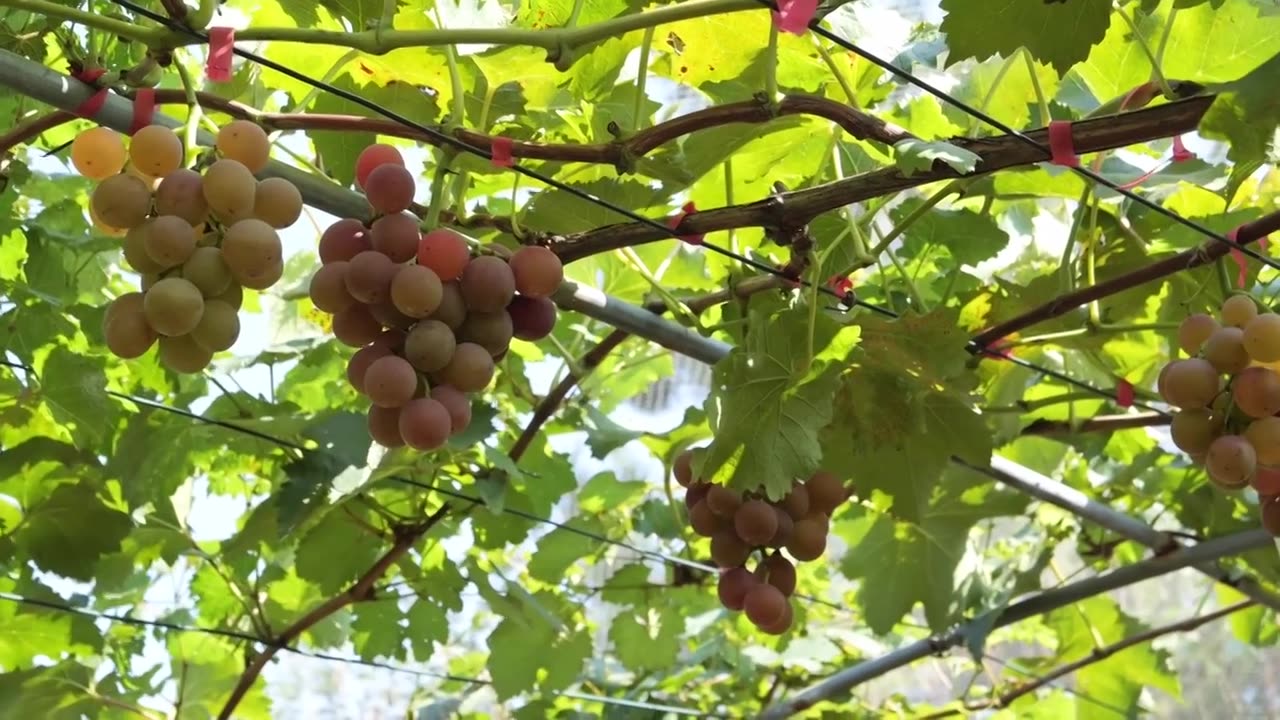 葡萄园里葡萄树上的葡萄特写视频下载