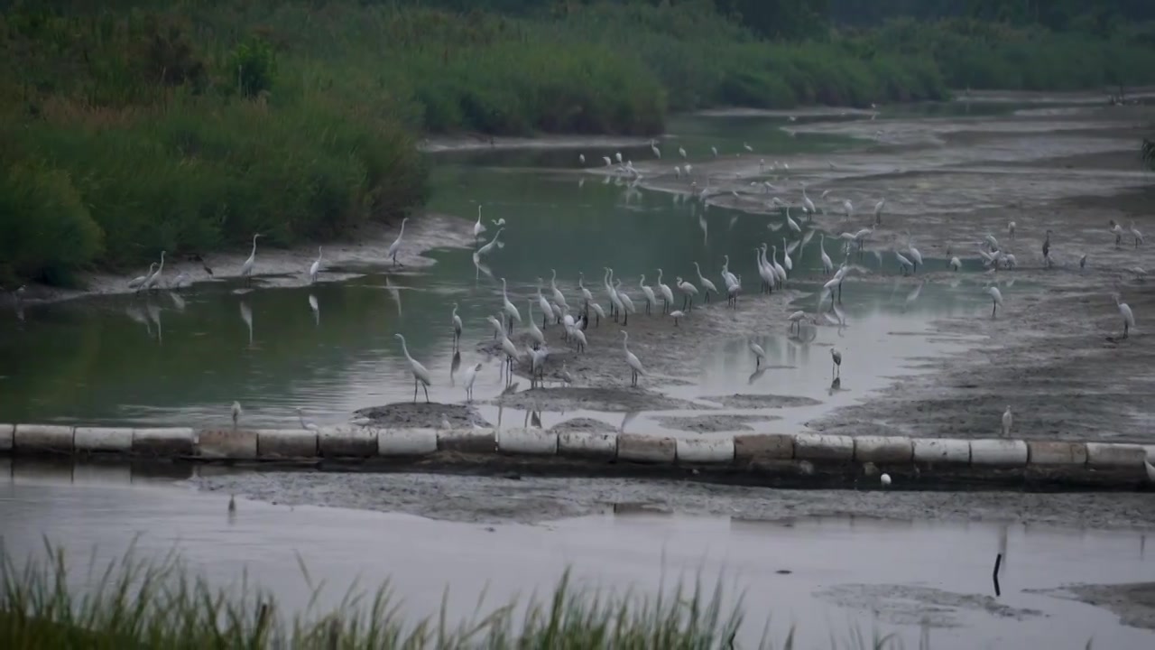 在大丰滩涂湿地保护区内，拥有众多自然资源，麋鹿湿地国家自然保护区使江苏省沿海滩涂湿地闻名世界。视频下载