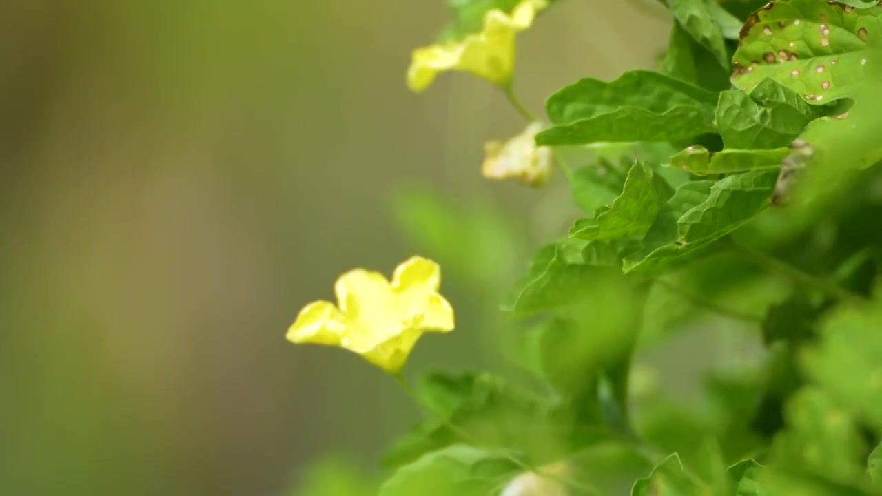 苦瓜花上的蝴蝶视频素材