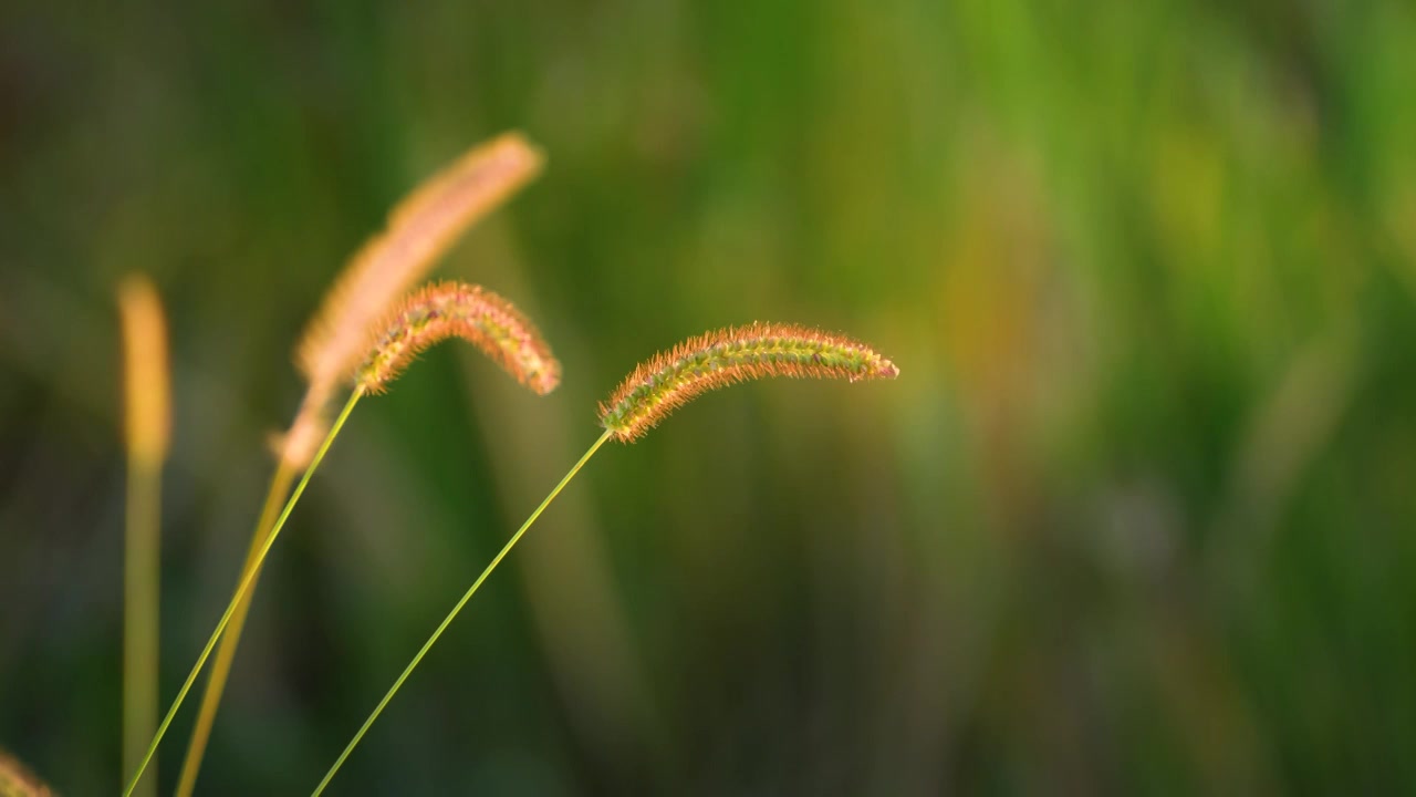 夕阳下被微风吹动的狗尾巴草视频素材