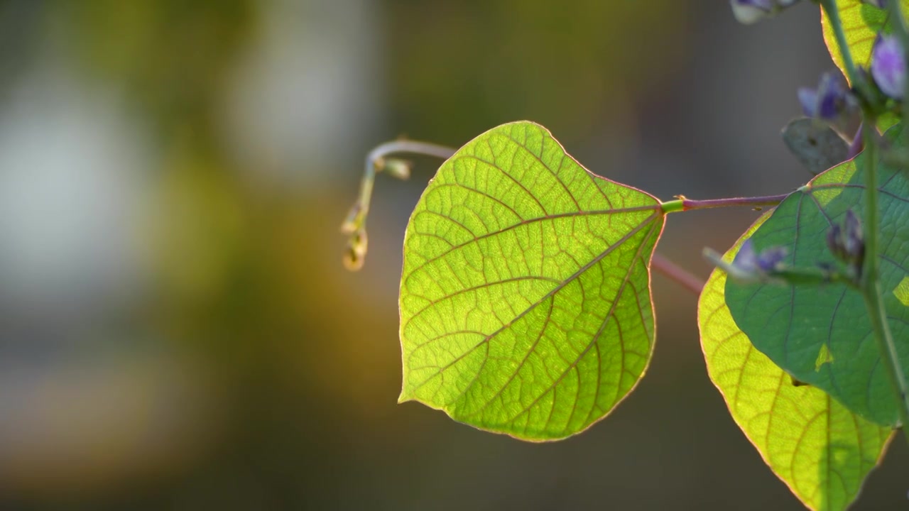 阳光照耀下清晰的植物叶子叶脉视频素材