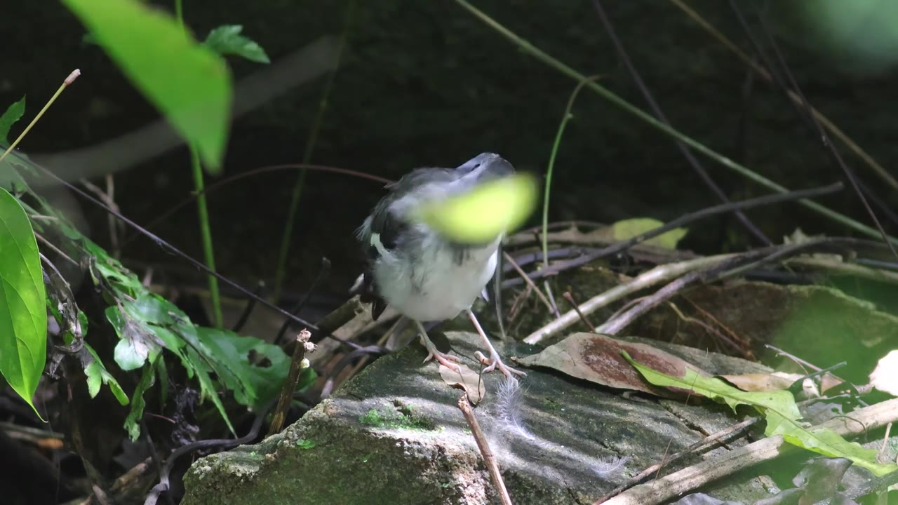 灰背燕尾视频下载