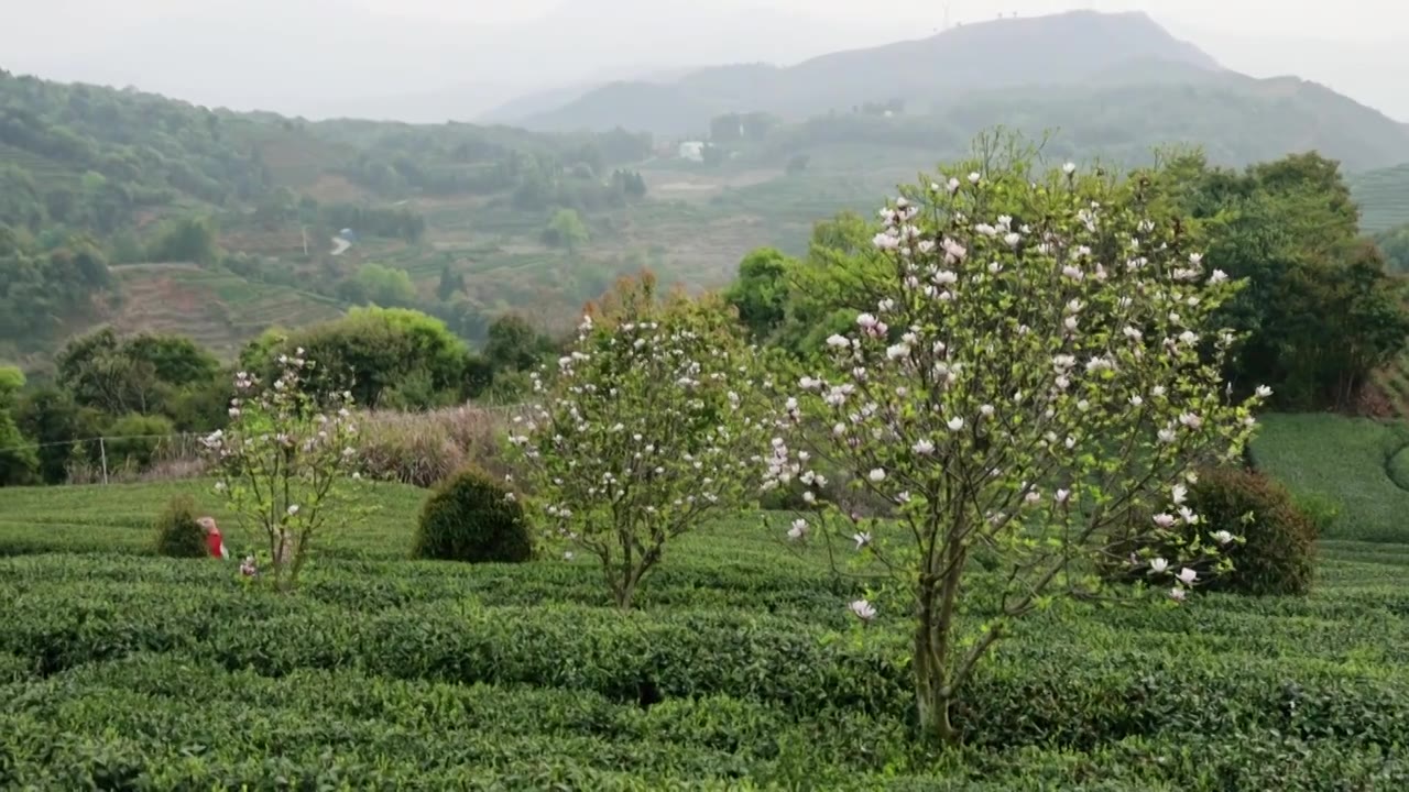 高山茶园与玉兰花视频素材