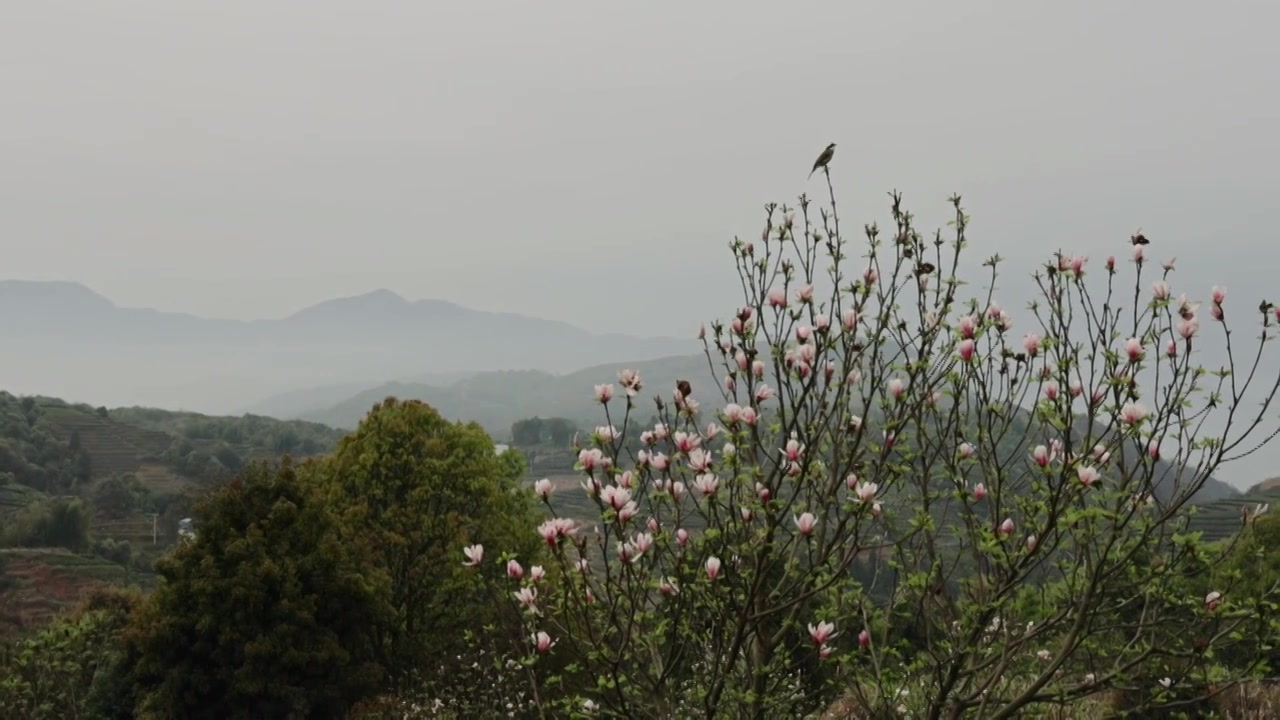 高山茶园与玉兰花视频素材