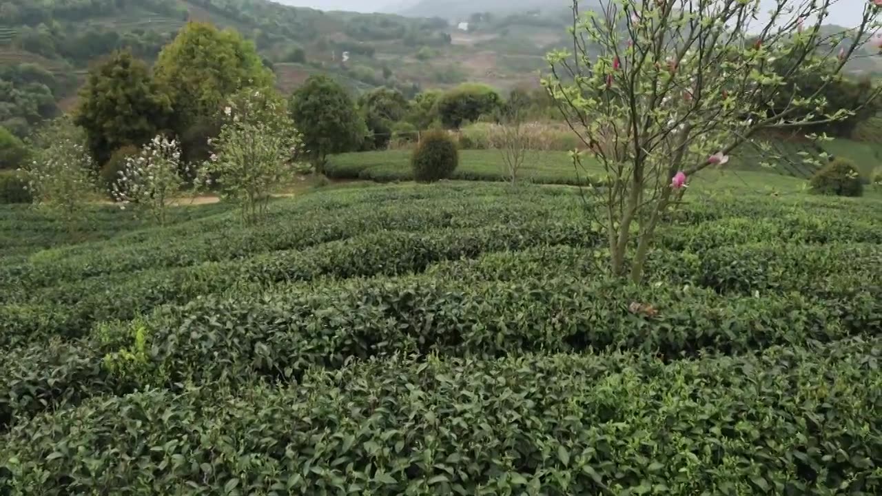 高山茶园视频素材