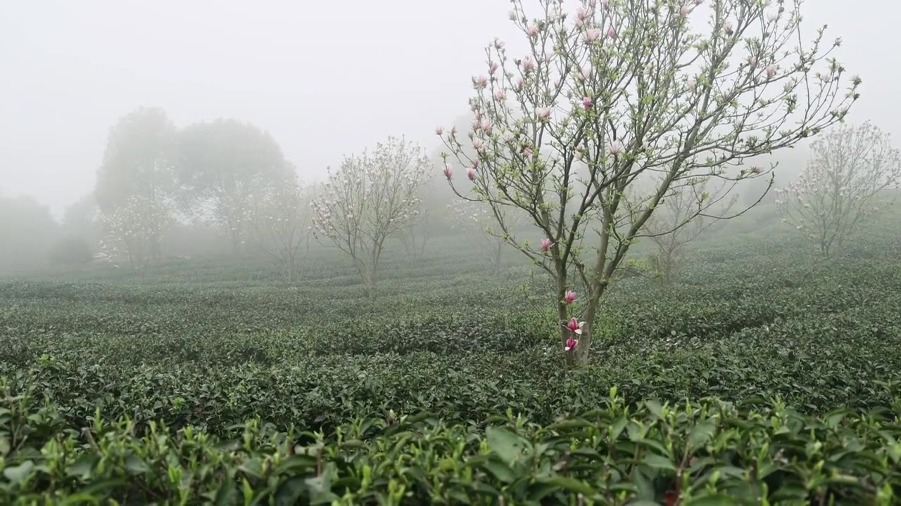 高山茶园与玉兰花视频素材