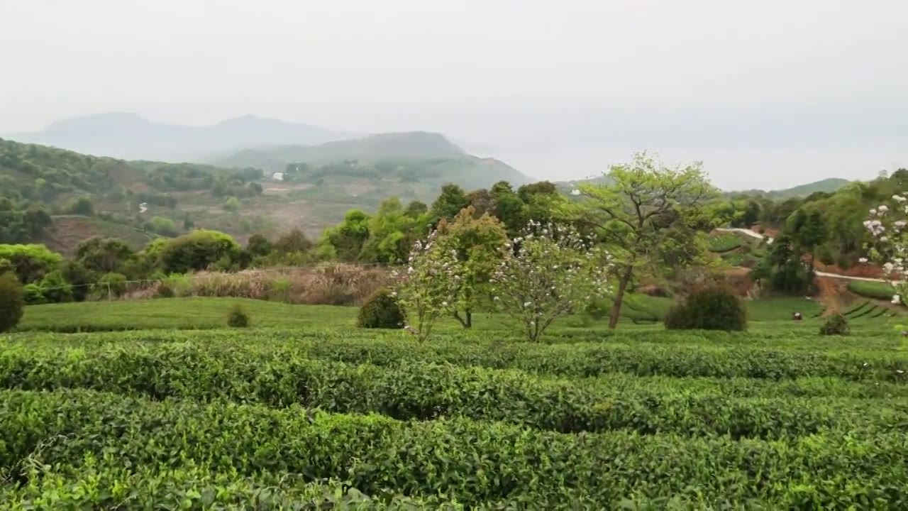 高山茶园视频素材