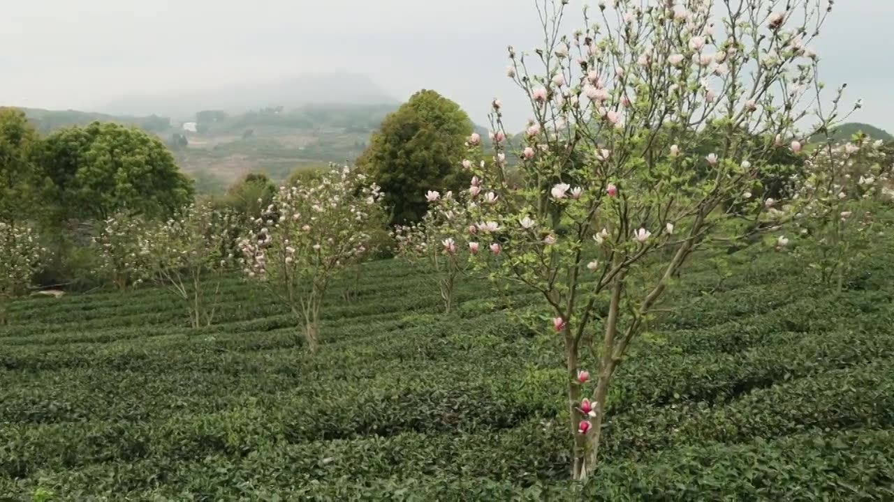 高山茶园与玉兰花视频素材