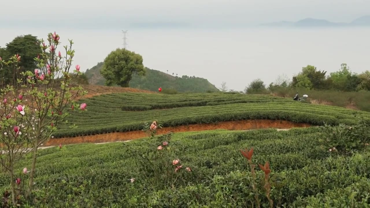 高山茶园与玉兰花视频下载