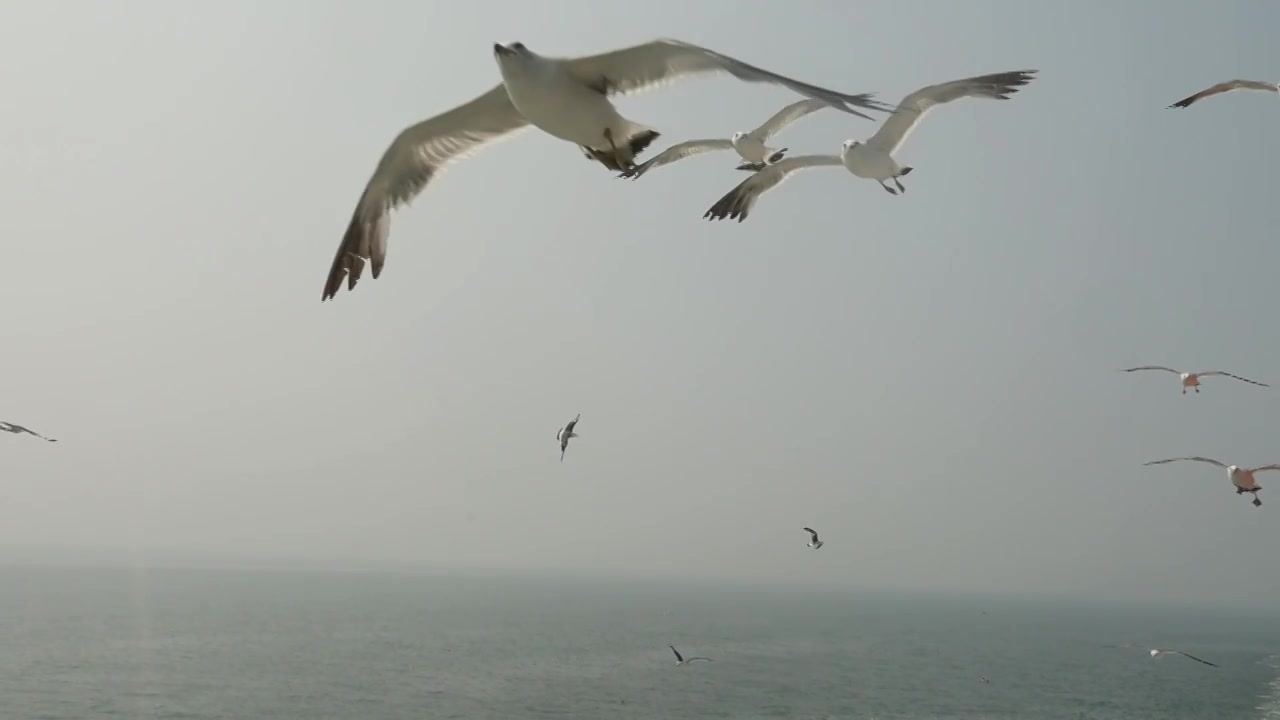 飞翔的海鸥视频下载